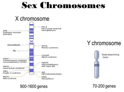 Xxyy Chromosome