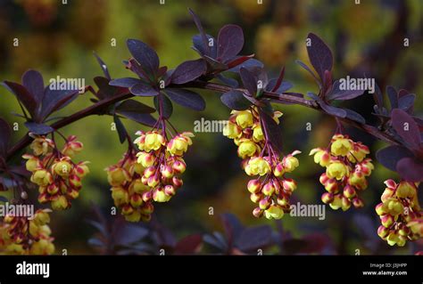 Japanese Barberry Hi Res Stock Photography And Images Alamy