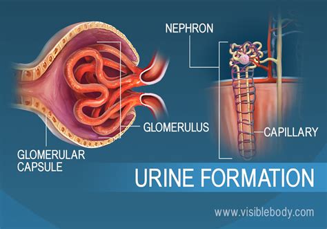 Glomerulus Nephron Kidney Anatomy : Kidney S Filtering Units Consist Of ...