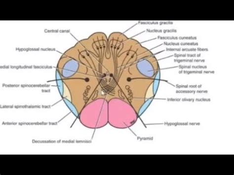 Neuroanatomy Of Medulla Oblongata Internal Structure At The Level Of