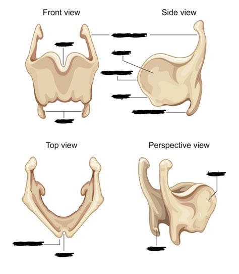 Thyroid Cartilage Labelling 9 Diagram Quizlet