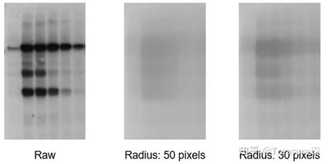 ImageJ实用技巧Western Blot定量分析深入探究 定量分析篇 知乎