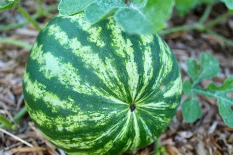 The Crimson Sweet Watermelon - Minneopa Orchards