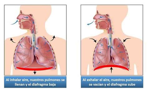 Descubre cómo utilizar tu diafragma para cantar con fuerza y evitar