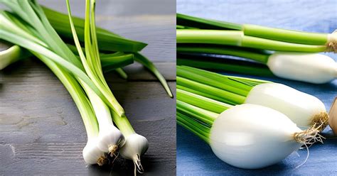 Scallions Vs Spring Onions A Comprehensive Guide To Understanding The