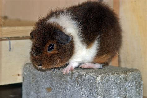 Rex Guinea Pig Info Pictures Personality Traits Pangovet