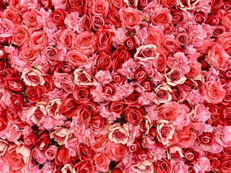 Color Of Rose Flowers | Best Flower Site