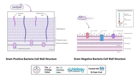 Gram Staining- Principle, Reagents, Procedure, Steps, Results