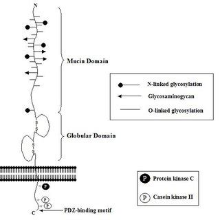 Illustration Of The Podocalyxin Protein Structure Podocalyxin S