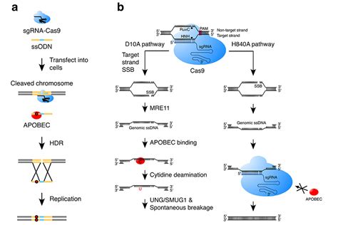 ShanghaiTech Scientists Reveal APOBEC S Effect On Gene Editing