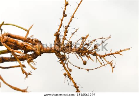 Roots Root Modules Legume Plant Stock Photo Shutterstock