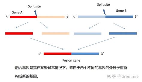 带你入门基因组（上） 知乎