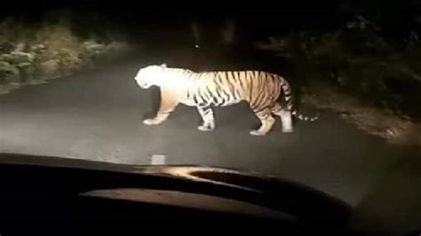 Tiger Was Seen Walking On The Road In Sonbhadra District Of Up Forest Department Alerted Through