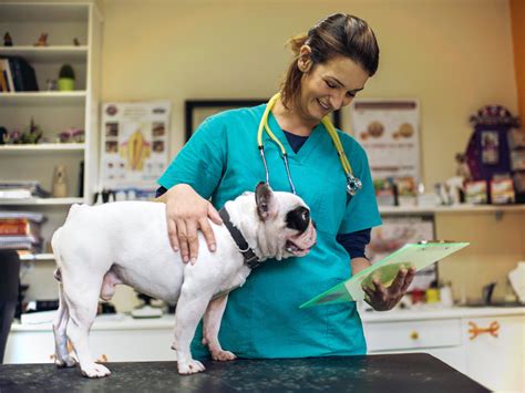 How to Give Your Dog a Blissful Vet Visit · Kinship