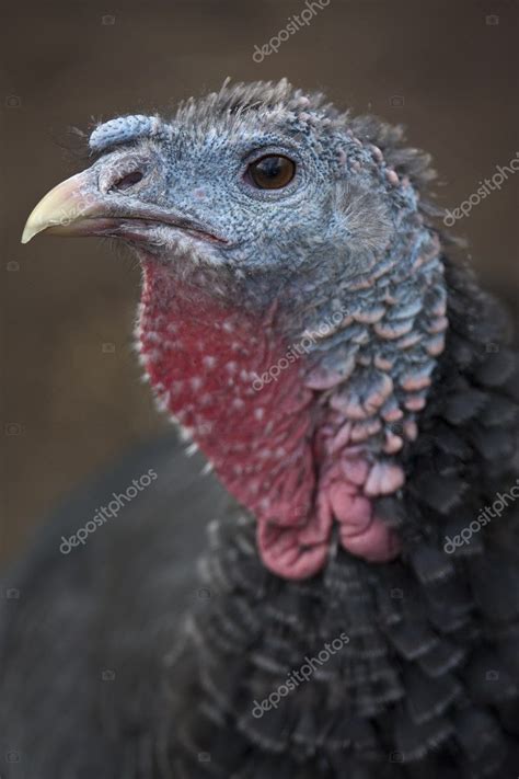 Turkey head — Stock Photo © stephane106 #2925616