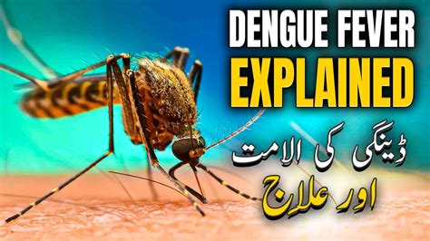 Dengue Fever Kya Hai Dengue Virus Ki Alamat Dangi Bukhar Ki Alamat