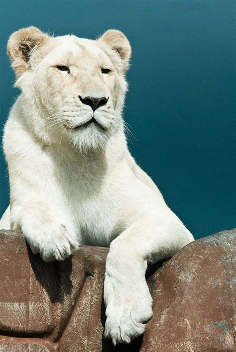 White Lion Conservation | The Great Projects