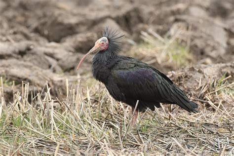 Northern Bald Ibis By Tom Tams Birdguides