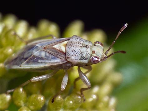 Infraorder Pentatomomorpha Field Guide To The Insects Of Tasmania