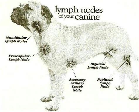 Lymph Nodes Of Your Canine Vet Medicine Vet Tech School Vet Technician