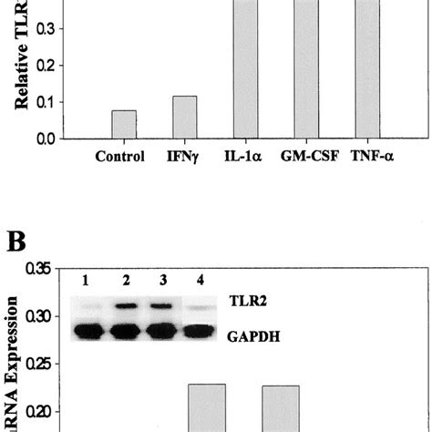 Cytokine Regulation Of Tlr Mrna Expression A Peritoneal Macrophages