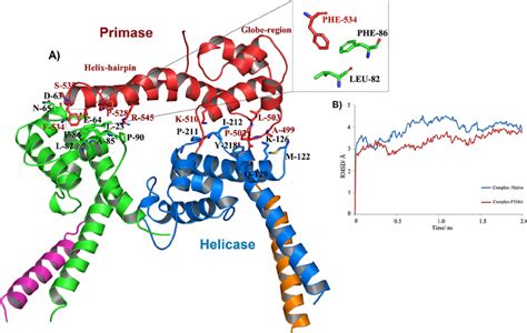 In Silico Investigations Of The H Pylori Helicase Primase Complex A