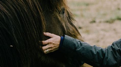 Waar Je Allemaal Op Moet Letten Bij De Aankoop Van Een Paard