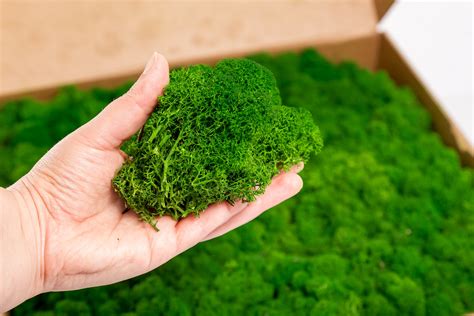 Preserved Reindeer Moss Forest Green 1kg Box Etsy