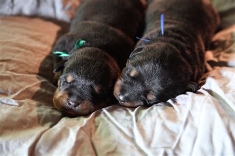 Tales Of An Extraordinary Life~: German Rottweiler Puppies for Sale ...