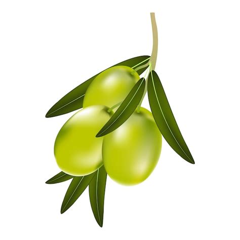 Ilustración de vector de una rama de aceitunas verdes con hojas sobre