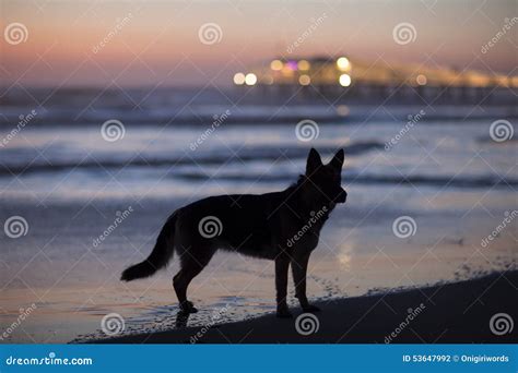 Sea wolf stock photo. Image of sand, companion, animal - 53647992