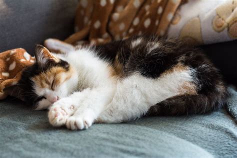 Portrait Of A Calico Cat At Home Calico Cats Are Domestic Cats With A