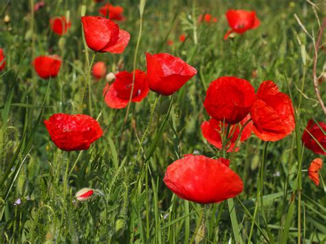 Free picture: summer, garden, nature, flower, grass, field, flora, poppy