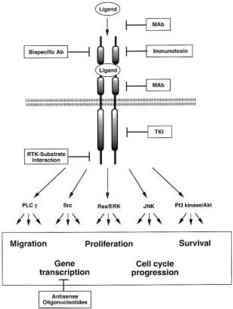 Target Selective Intervention Of RTK Signalling Important Signalling