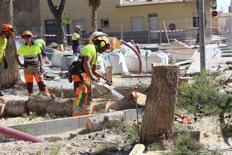 El Mal Estado Y La Peligrosidad Obligan A Talar Siete Pinos De La Plaza