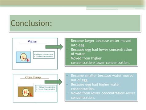 Kim's Egg osmosis experiment