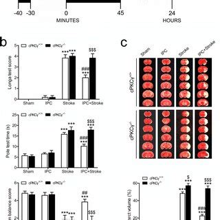 Ipc Modulated Autophagy In Cpkc And Cpkc Neurons With Ischemic