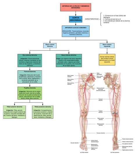 Mentefacto De La Aorta Abdominal Jackeline Ruiz Udocz