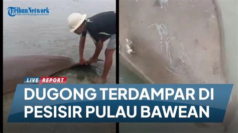 Dugong Terdampar Di Pesisir Pantai Pulau Bawean YouTube