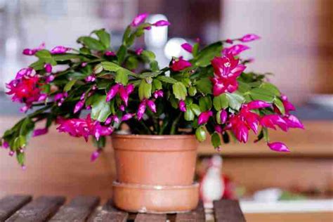 Come Coltivare Il Cactus Di Natale Schlumbergera Truncata