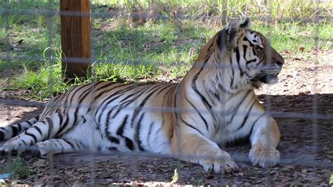 Touring Big Cat Rescue In Tampa Fl Youtube