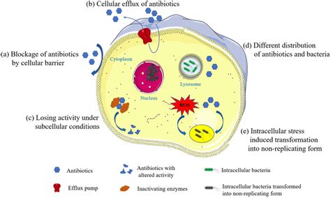 Nanocarriers For The Delivery Of Antibiotics Into Cells Against