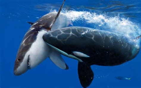 Killer Whales – The Most Powerful Predators on the Planet – Impressive ...