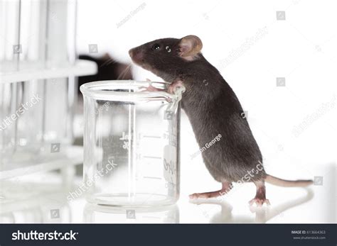 510 Lab Mouse Model Images, Stock Photos & Vectors | Shutterstock