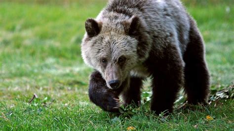 Grizzly Bears Attacking