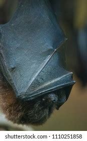 Hanging Bat Sleeping Upside Down Stock Photo 1110251858 | Shutterstock