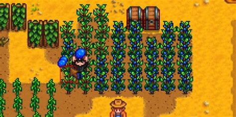 What Are The Best Crops For Greenhouse In Stardew Valley