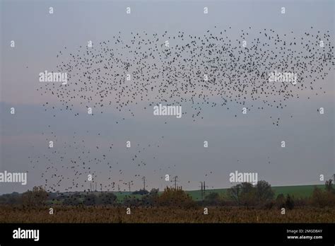 Beautiful large flock of starlings. During January and February ...