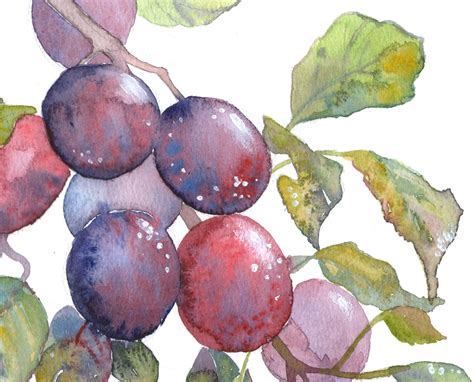 Plum Painting Original Watercolor Art Botanical Wall Art Fruit Etsy