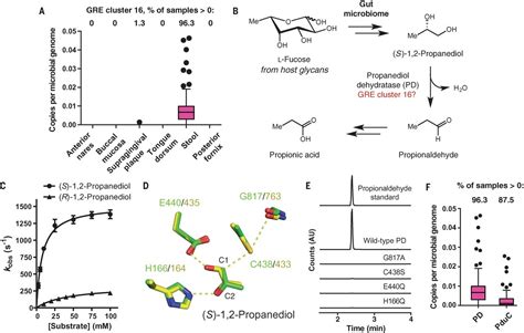 A Prominent Glycyl Radical Enzyme In Human Gut Microbiomes Metabolizes